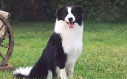 怎样了解狗狗是不是记恨主人?有4点状况必须留意