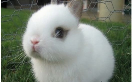 海棠兔身份信息