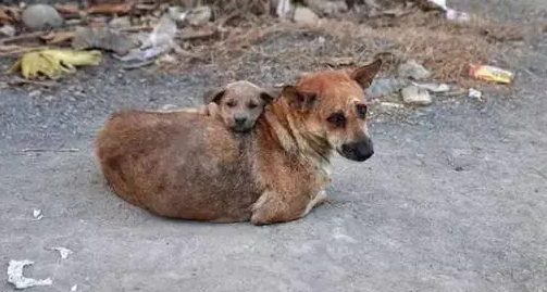 开发区流浪狗救助站电话 | 油城流浪狗有了”身份证” ,主人请别再轻易抛弃我!