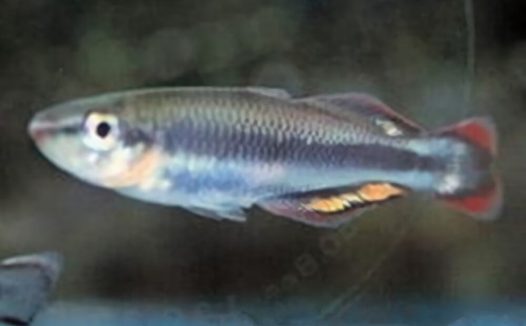 马达加斯加彩虹身份信息