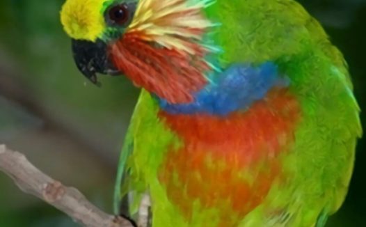 爱德华无花果鹦鹉身份信息