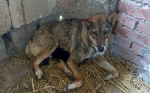 小狗深夜数次拍门乱叫，主人无动于衷，天明后的一幕令人流泪！