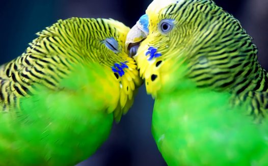 虎皮鹦鹉身份信息