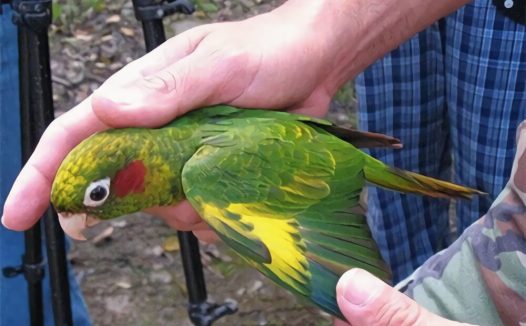 黄翅鹦鹉身份信息