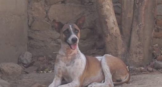 流浪犬感柒皮肤疾病，伤口结痂像爬满石块，都快认不出来是狗狗