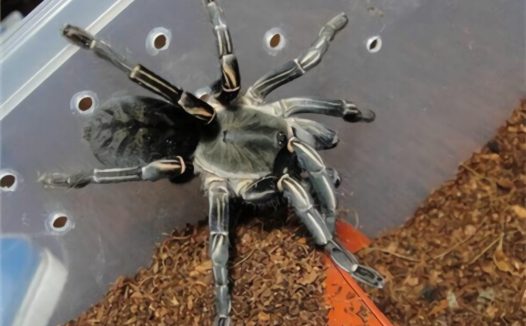 泰国斑马脚身份信息