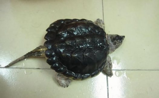 北美拟鳄龟身份信息