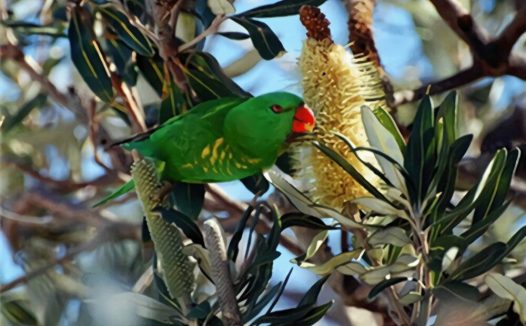 鳞胸吸蜜鹦鹉身份信息