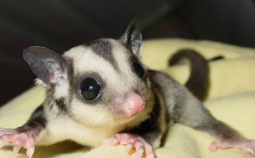 蜜袋鼯身份信息