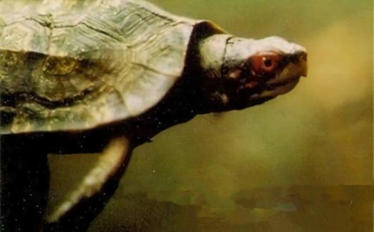 蔗林龟身份信息