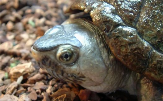 亚马逊泥龟身份信息