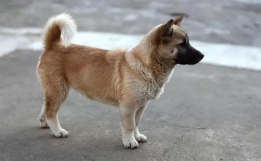 给流浪狗煮菜它不吃,发文求助后,竟遇到了狗狗主人