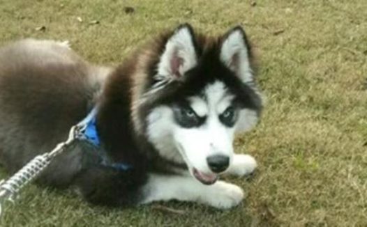 狗子牢牢地按着小垫子,主人觉得很疑虑,扯开垫子以后啼笑皆非