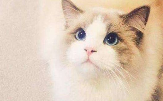 奈贝长毛猫起源 | 之前认识了狗狗,现在认识一下各种漂亮的猫