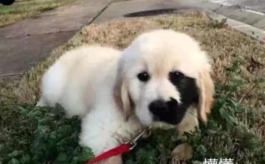 狗狗因胎记遭前主人抛弃, 女孩像捡到宝一样带回家, 1年后大变样