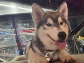 南昌:狗给狗献血,“助狗为乐”的哈士奇却丢了命