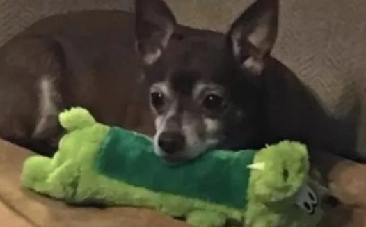 狗狗最爱的玩具稀有了，主人网上寻求帮助，果然有惊喜！