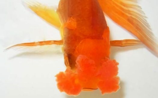 四绒球身份信息