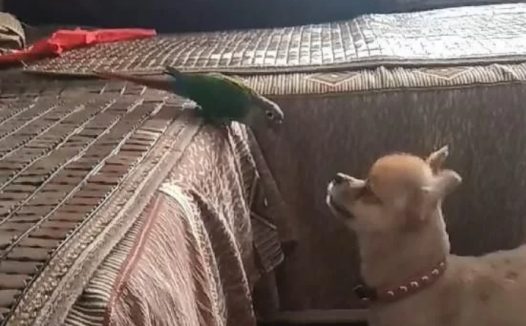 狗狗和可爱鹦鹉独处,竟做出如此怪异举动,铲屎官看了直发怵