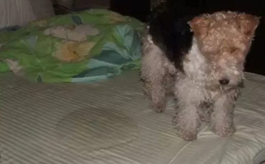 救命!我的狗刚洗完澡没多久,怎么又臭了??