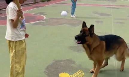 小女孩跟德牧玩棒球,狗子抢球,小女孩一棒子抡到了狗嘴上