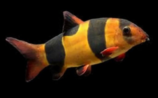 三间鼠鱼身份信息