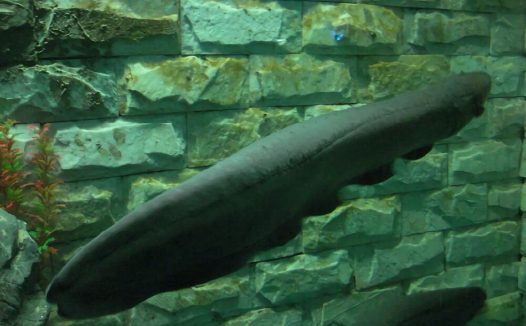 黑魔鬼身份信息