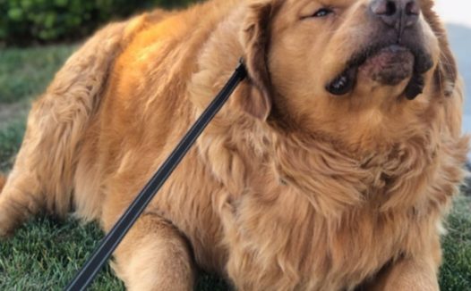 68kg金毛寻回犬一年成功减肥后，秒变28kg超帅狗