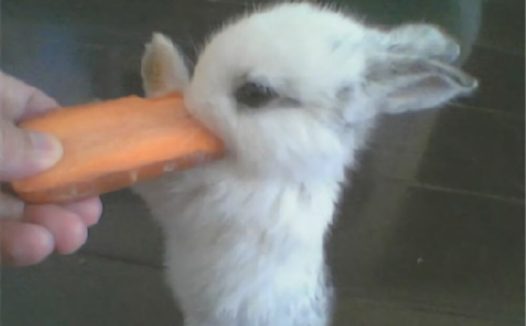 侏儒海棠兔身份信息