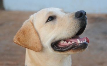 小狗跟主人去医院,反而变成“团宠”,还积极宽慰疲倦的医护人员