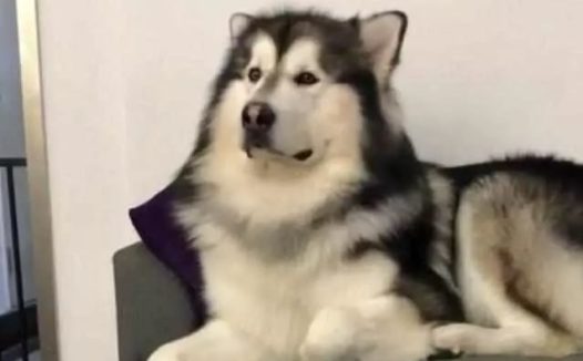 一百多斤大狗被吉娃娃吼，哭的像孩子，哄到一半主人笑了，哈哈哈…