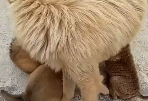 铲屎官听见房外狗子乱叫，靠近看后啼笑皆非：它是被灭团了啊？