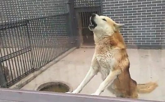 盆友去野生动物园玩，看到狼铁笼里，竟然关掉一头中华田园犬！