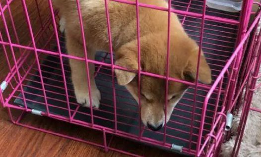 柴犬的笼子里还分了客厅和卧室，柴犬：卧室太小了！