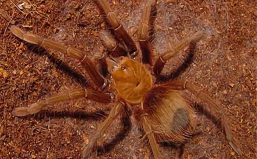 委内瑞拉粉红脚捕鸟蛛身份信息