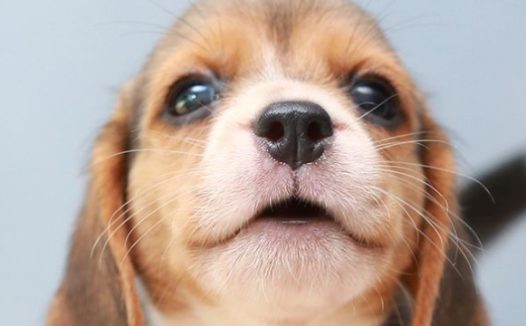 新手养宠物狗必学的基本知识点,你们都了解了吗?