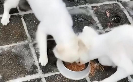 夫妻救助2只狗被判犯盗窃罪,好心没好报还是误会