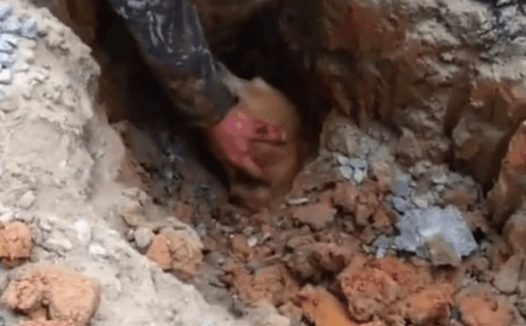 狗狗含泪疯狂刨土,引起男子注意后男子伸手帮忙,结局让人心痛!