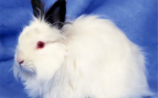 泽西长毛兔身份信息