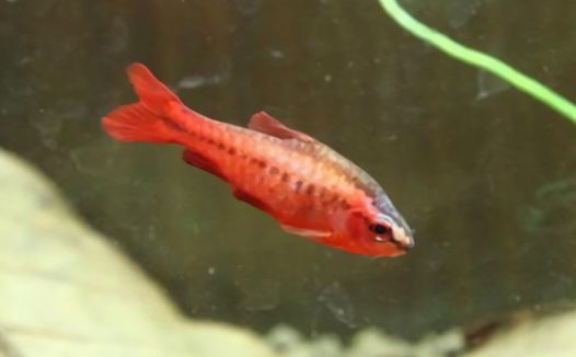 樱桃灯鱼身份信息