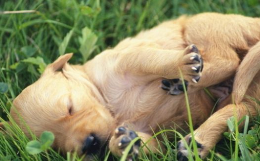 狗狗母爱爆发 从三楼跳下给幼崽喂奶