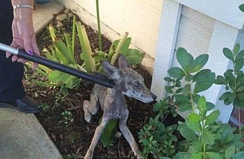 女子在自家院前发现“流浪狗”, 将它送去救助站, 得知真相后怕不已