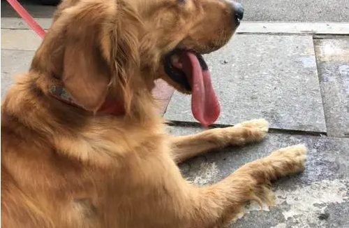 流浪狗一年最多下几窝 | 城区除“狗患”,月月有行动