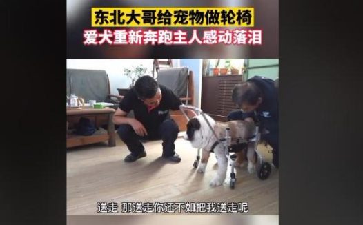 东北大哥给残疾狗做轮椅,爱犬带着专车奔跑,主人感动落泪