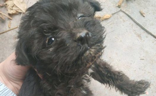 路人嫌流浪狗脏拎起小家伙就丢进了垃圾箱,女生看见后气坏掉