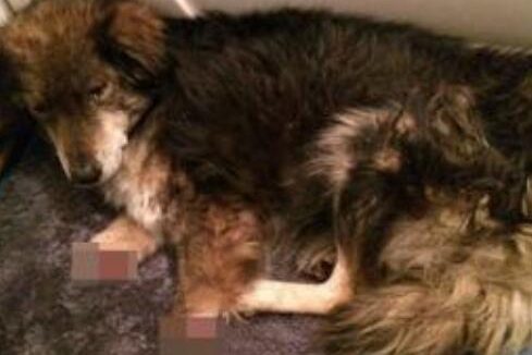 为了狗狗看家护院 主人狠心把狗狗的双腿砍断