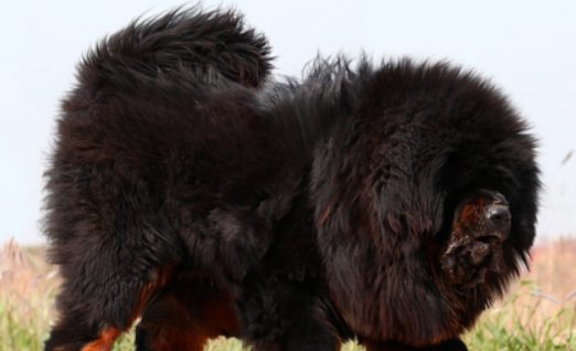 只有人文明了,狗才能够文明