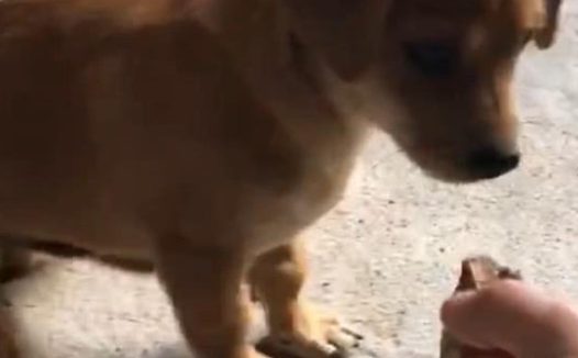 土狗见到小伙手上的肉，持续图示把肉丢在土里，网民：土狗不容易抢