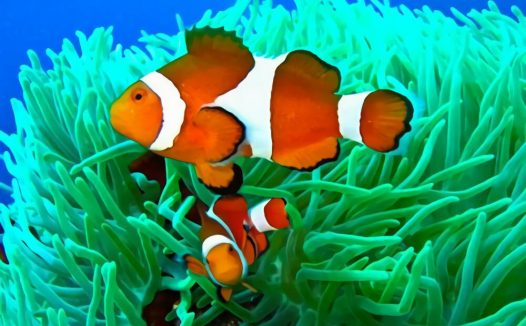 金边透红小丑鱼身份信息