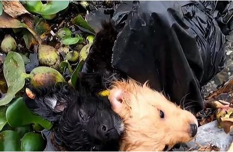 小奶狗被绑住手脚，扔进河里奄奄一息，救助员的暖心一幕